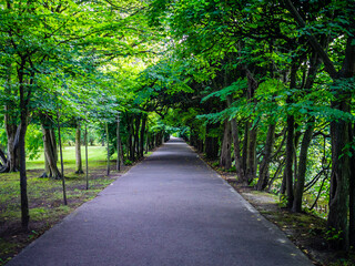 Park alley surrounded by trees
