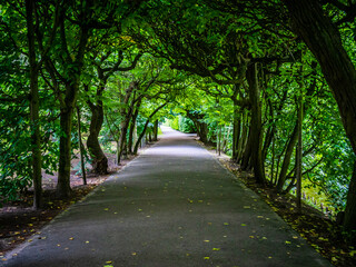 Park alley surrounded by trees
