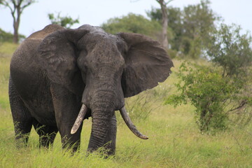 Photo taken in Kruger National Park