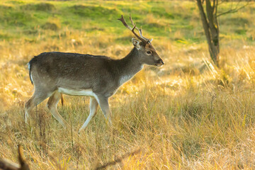 Fallow deer stag Dama Dama with big antlers