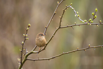 Eurasian Wren bird Troglodytes troglodytes display, singing and mating during Springtime season