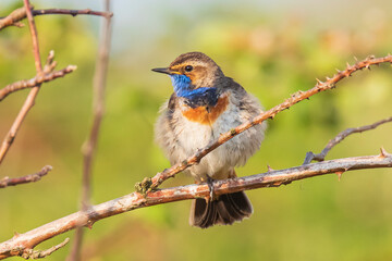 Closeup of a blue-throat bird Luscinia svecica cyanecula singing in a tree
