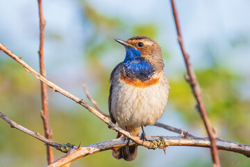 Closeup of a blue-throat bird Luscinia svecica cyanecula singing in a tree