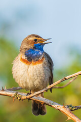 Closeup of a blue-throat bird Luscinia svecica cyanecula singing in a tree