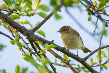 Willow warbler bird, Phylloscopus trochilus