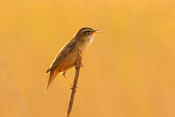 Sedge Warbler, Acrocephalus schoenobaenus, singing sunset
