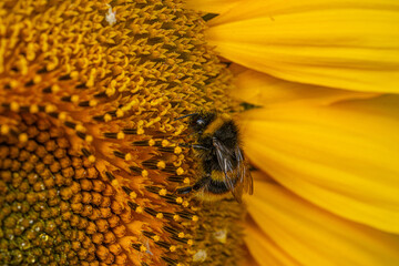 Close up Macro of Bumble Bee Pollinating British Sunflowers. Walking on single sunflower head in bloom yellow flower and black seeds