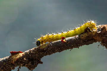 Box tree moth caterpillar, Cydalima perspectalis, closeup feeding