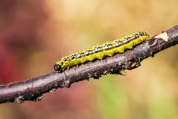 Box tree moth caterpillar, Cydalima perspectalis, closeup feeding