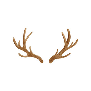 Antler horns watercolor illustration. Hand painted deer horns isolated on white background.