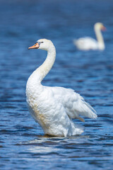 Mute swan, Cygnus olor, swimming