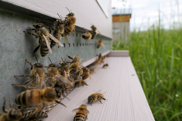 Abeilles buckfast au décollage de la ruche
