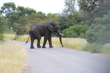 Fototapeta na wymiar Photo taken in Kruger National Park
