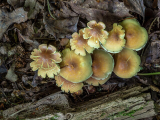 Hypholoma fasciculare aka sulphur tuft, sulfur tuft or clustered woodlover fungus.