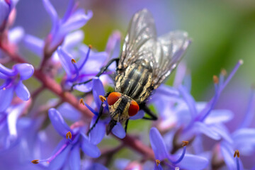 Flesh fly, Sarcophagidae , pollinating purple flowers.