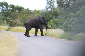 Naklejka na ściany i meble Photo taken in Kruger National Park