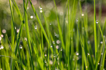 Closeup of morning dew drops on the green grass