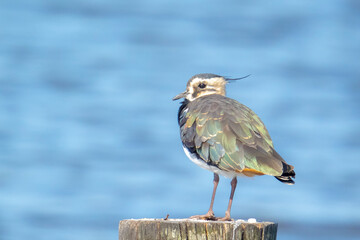 Northern lapwing Vanellus vanellus wading bird posing