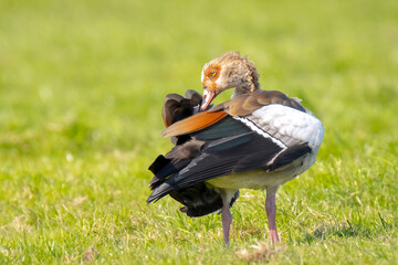 Egyptian geese couple Alopochen aegyptiacus