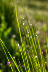 Fototapeta na wymiar Closeup of morning dew drops on the green grass