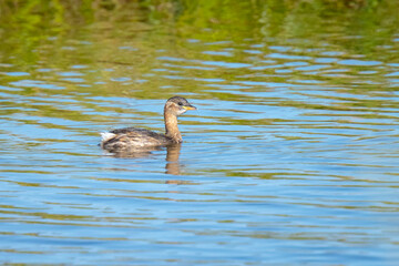 little grebe, Tachybaptus ruficollis, swimming