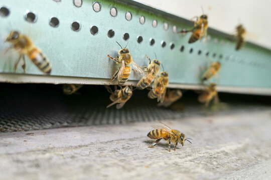 zoom d'abeilles et de faux-bourdons au trou du vol
