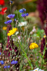 Kräutergarten
