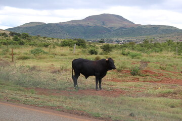Photo taken in Kruger National Park
