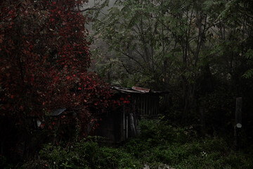 person walking in the park