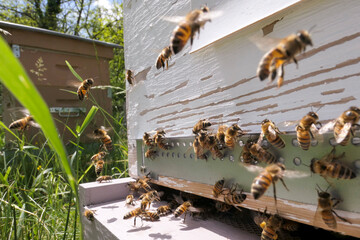 Miellée d'acacia: vols d'abeilles devant la ruche