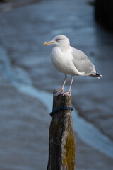 Solitary sea gull perched on a post by the river Rother
