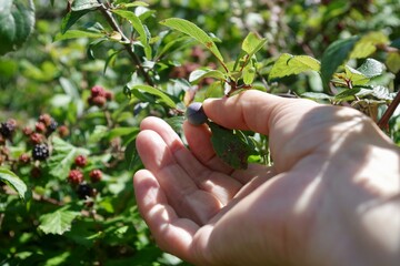 picking sloe berries