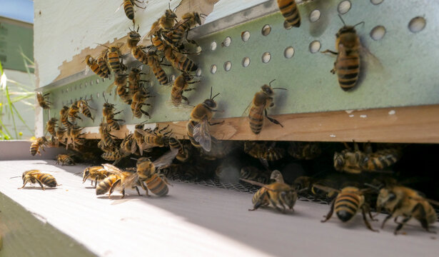Abeilles butineuses et faux-bourdons prêts à décoller de la ruche