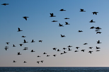 A flock of Cape cormorant or Cape shag (Phalacrocorax capensis) birds flying past over the ocean
