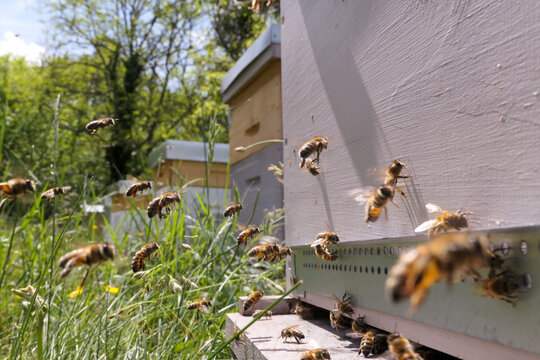 Abeilles butineuses volant vers la ruche