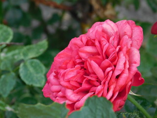 red rose flower