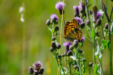 Schmetterlinge im Spätsommer