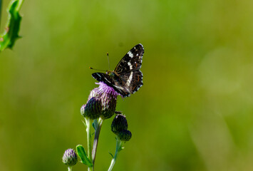 Schmetterlinge im Spätsommer