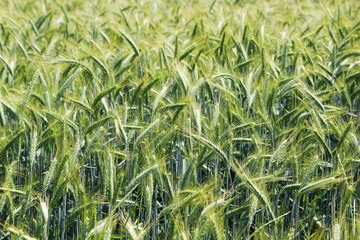 A field with ripe ears in Baden-Wuerttemberg, Germany