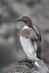 Common murre or common guillemot closeup, Uria aalge, Farne Islands, Scotland