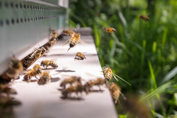 Abeilles à l'entrée d'une ruche durant la miellée d'acacia