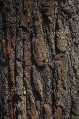 Rough surface of old tree, abstract background, wood texture