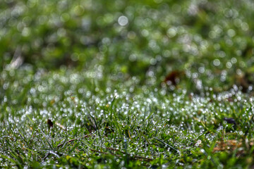 Closeup of morning dew drops on the green grass