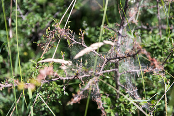 net of apple ermine in blackthorn