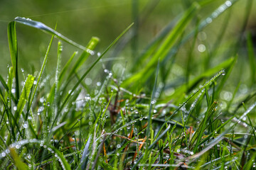 Closeup of morning dew drops on the green grass