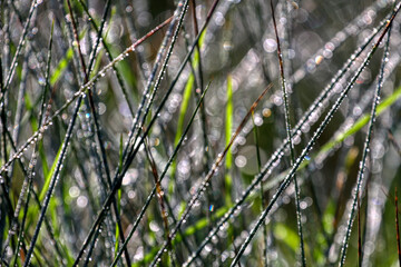 Closeup of morning dew drops on the green grass
