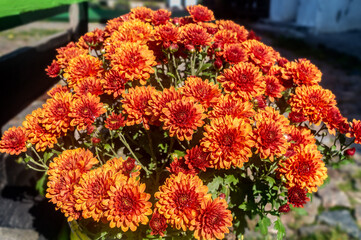 bouquet big yellow and Red chrysanthemums on the street