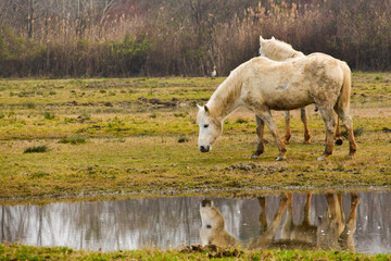 wild horse in the wild © Pasqualino
