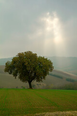 Large and solitary oak tree illuminated by sunlight