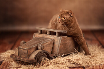 Britisch Kurzhaar Katze Kitten romantisch und edel